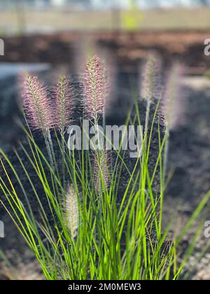 Alopecuroides Lampenputzergras 'Hameln'. Chinesischen Brunnen Grass 'Hameln' Stockfoto