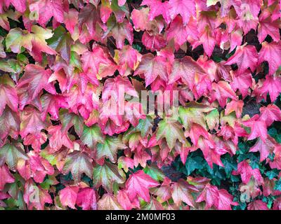 Violette bis rote Blätter von Virginia Creeper, auch bekannt als Boston Ivy (Parthenocissus quinquefolia engelmannii), die gegen eine Wand wachsen Stockfoto