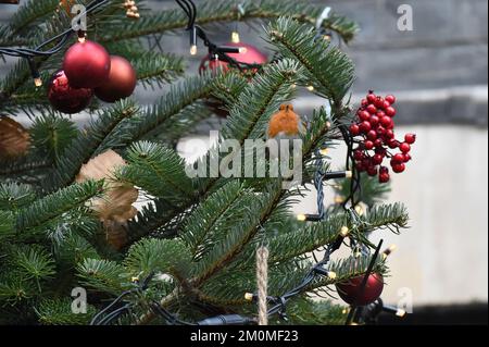 London, Großbritannien. 07.. Dezember 2022. London UK 7.. Dezember 22. A Robin Sits in the Downing Street Christmas Tree Credit: MARTIN DALTON/Alamy Live News Stockfoto