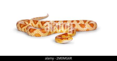 Volle Länge von Candy Cane Morph Corn Snake alias Red Rattenschlange oder Pantherophis guttatus. Isoliert auf weißem Hintergrund. Stockfoto