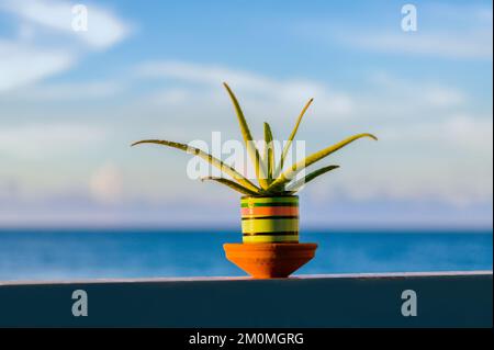 Aloe Vera Pflanzen über einem Balkon mit Meer und Sonnenuntergang im Hintergrund Stockfoto