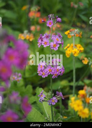 Blumenbeet mit einer lila und gelben Primula bulleyana in den Gärten des RHS Garden Wisley im Frühsommer Stockfoto