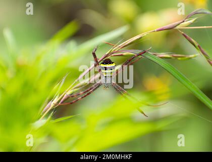 Eine Nahaufnahme eines gruseligen St. Andrews Kreuzspinne (Argiope keyserlingi) auf einer Pflanze Stockfoto