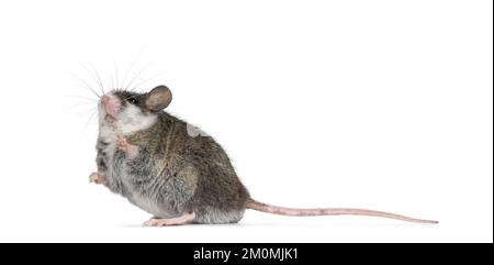 Süße graue Maus mit weißen Flecken auf dem Kopf, auf der Seite stehend, mit einer Pfote in der Luft. Von der Kamera wegsehen. Isoliert auf weißem Hintergrund. Stockfoto