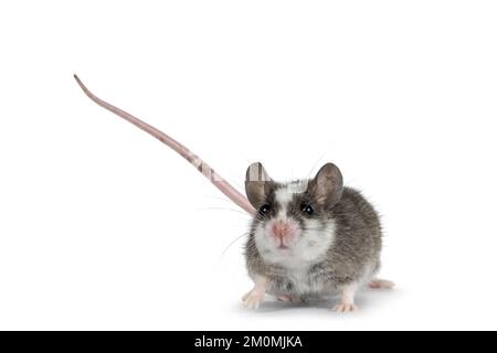 Süße graue Maus mit weißen Flecken auf dem Kopf, die nach vorne zeigt. Ich schaue direkt in die Kamera. Isoliert auf weißem Hintergrund. Stockfoto