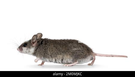 Niedliche graue Maus mit weißen Flecken auf dem Kopf, beim Gehen oder Laufen. Von der Kamera wegblickend. Isoliert auf weißem Hintergrund. Stockfoto