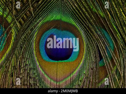peacock Feathers Nahaufnahme. Federn isoliert. Stockfoto