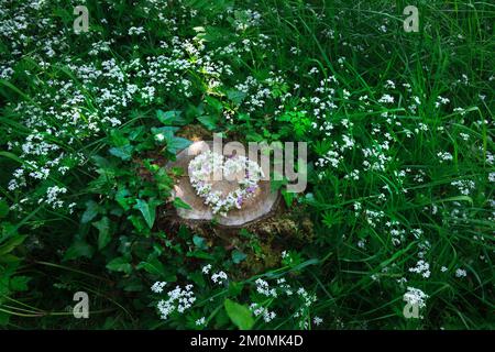 Das Herz der weißen Süßholzblüten (Galium odoratum) gemischt mit den rosa Blüten von Herb Robert; Geranium robertianium Baumstumpf in Laubweiden Stockfoto