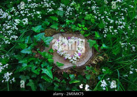 Das Herz der weißen Süßholzblüten (Galium odoratum) gemischt mit den rosa Blüten von Herb Robert; Geranium robertianium Baumstumpf in Laubweiden Stockfoto