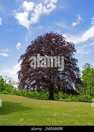 Grosse Kupferbuche (Fagus sylvatica f. purpurea) in einem Park Stockfoto