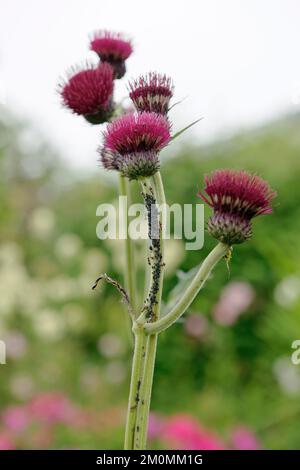 Schwarzbohnen-Blattläuse (in Großbritannien als Schwarzfliege bekannt), die von Ameisen auf den Blüten von Cursium rivulare „Atropurpureum“ gezüchtet/gemolken werden. Stockfoto