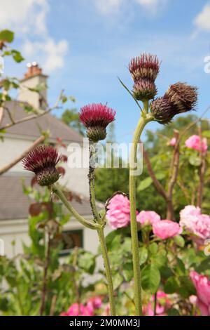 Schwarzbohnen-Blattläuse (in Großbritannien als Schwarzfliege bekannt), die von Ameisen auf den Blüten von Cursium rivulare „Atropurpureum“ gezüchtet/gemolken werden. Stockfoto