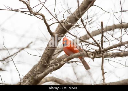 Ein kleiner Winkel von einem leuchtend orangefarbenen Kardinal aus dem Norden, hoch oben auf einem trockenen Baum Stockfoto