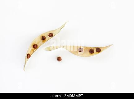 Süße Erbsen-Seedpods schließen sich Stockfoto