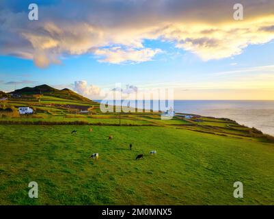 Kühe, die auf einer üppigen Sommerweide bei Sonnenuntergang weiden, grünes Gras, farbenfroher Himmel, Azoren-Inseln Stockfoto