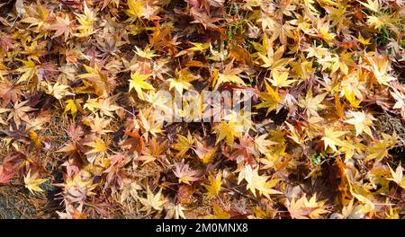 Waldboden bedeckt mit japanischem Ahornblatt Acer palmatum. Joshinetsu-Kogen-Nationalpark. Region Chubu. Japan. Stockfoto