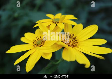 Gelbe Jerusalem-Artischocken-Blumen im Garten, wilde Sonnenblumen mit zarten Blütenblättern und grünen Blättern, blühende Sommerblumen-Makro, Schönheit Stockfoto