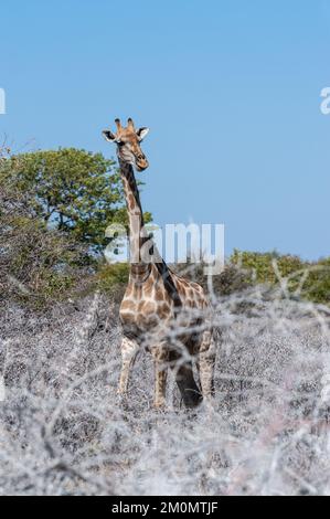 Eine angolanische Giraffe - Giraffa giraffa angolensis - stehend auf den Ebenen von Etosha Nationalpark in Namibia. Stockfoto