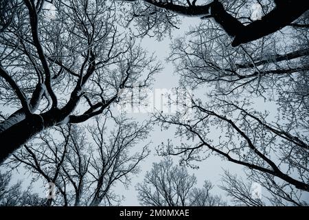 Blick von unten auf einen Winter verschneiten Bäumen in den blauen Himmel. Frostige Äste mit Reifrostzweigen an einem sonnigen Tag. Landschaftsfotografie Stockfoto