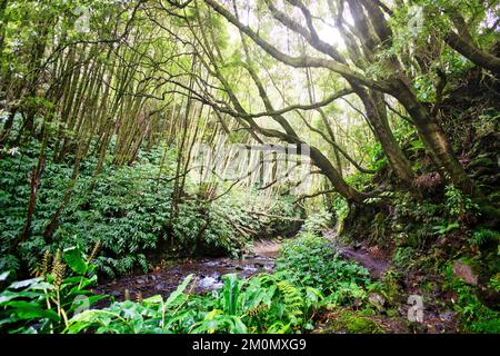 Pfad durch den Regenwald in der Nähe von Salto do Prego auf der Insel Sao Miguel, Azoren, Portugal Stockfoto