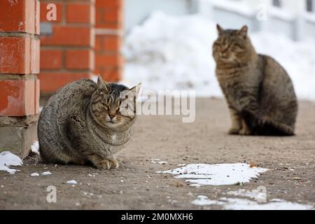 Zwei Kätzchen, die im Winter auf einer verschneiten Straße sitzen Stockfoto