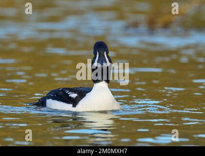 Barrow's Goldeneye (Bucephala islandica) Sacramento County California USA Stockfoto