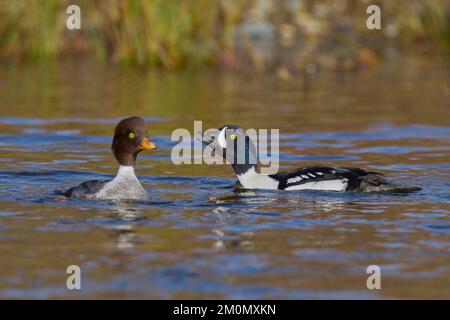 Barrow's Goldeneye (Bucephala islandica) Sacramento County California USA Stockfoto