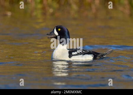 Barrow's Goldeneye (Bucephala islandica) Sacramento County California USA Stockfoto