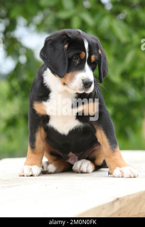 Süßes Hündchen, das auf dem Tisch sitzt, Großraum Schweizer Berghund Stockfoto