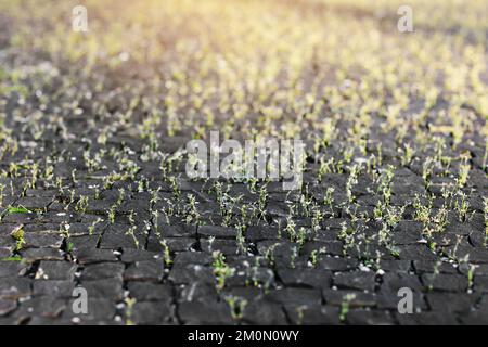 Hintergrundgras wächst durch Pflasterfliesen, das Konzept von Vernachlässigung und mangelnder Pflege, Gras und Pflasterstein. Straßenhintergrund einer alten Pflasterplatte w Stockfoto