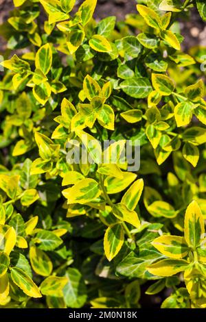 Zweig der Euonymus Undulata (gemeinsame Namen Spindel oder des Fortune Spindel, winter Kriechgang oder wintercreeper), panaschierten Sorte 'Emerald'n Gold' schließen Stockfoto