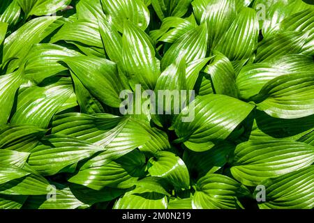 Grüne Hosta lancifolia hinterlässt natürlichen Hintergrund. Blick von oben Stockfoto