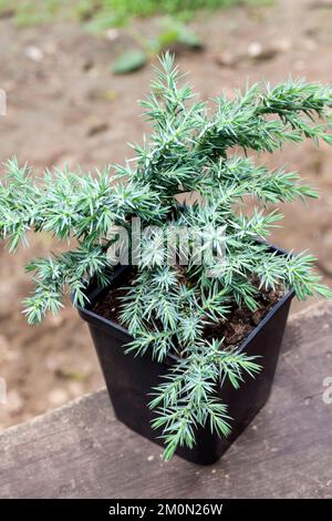 Juniperus squamata Hunnetorp (schuppiger Wacholder oder Himalaya-Wacholder) Im Topf Nahaufnahme Stockfoto