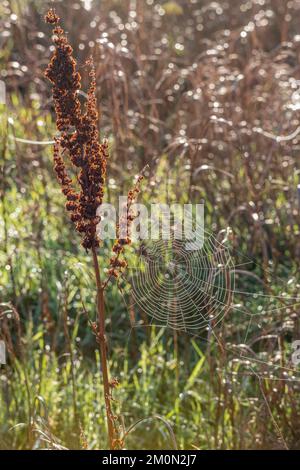 Möglicherweise Araneus diadematus / Garden Spider Web auf einem Dock (? Rumex obtusifolius), gefangen im natürlichen Licht eines kalten sonnigen Morgens in der Nähe eines Flusses. Stockfoto