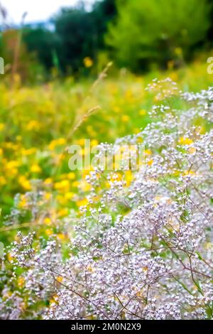 Nahaufnahme des wilden Gypsophila (auch bekannt als Baby's Atem, oder babe Atem) Blumen auf unscharfen sommer wiese Hintergrund Stockfoto