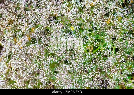 Gypsophila (auch bekannt als Baby-Atem oder Babe-Atem) Blüten zusammengeschlossen, natürliches Muster und Hintergrund Stockfoto