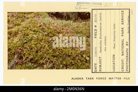 Kamtschatka Rhododendron in der Caldera. Alaska Task Force Fotos Stockfoto