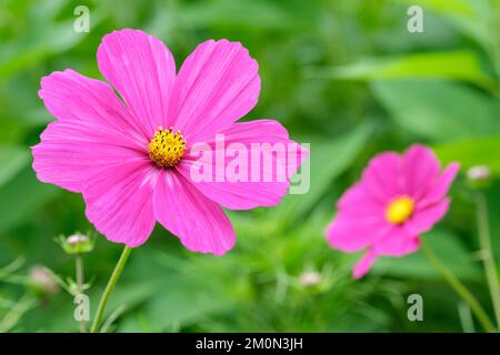 Cosmos bipinnatus „Hot Pink“. Intensive, tiefrosa Blumen Stockfoto