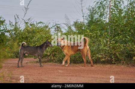 Ein aggressiver Hund trägt seine Zähne und zeigt, dass er kämpfen will. Stockfoto