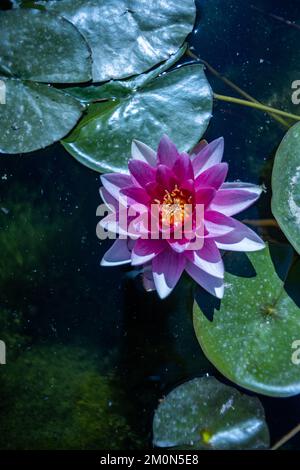 Von oben sehen Sie eine Seerose, die mit grünen Blättern in einem Teich wächst Stockfoto