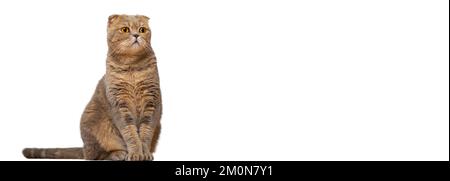 Eine rothaarige schottische Falte mit gelben Augen auf weißem Hintergrund. Isolat einer sitzenden Katze. Stockfoto