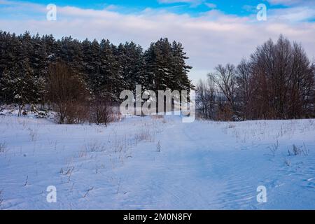 Hase-Spuren im Schnee. Spuren eines Hasen auf dem Feld gehen in den Wald. Stockfoto