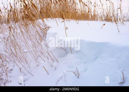 Schilf im Schneeverwehung am Wintertag Stockfoto
