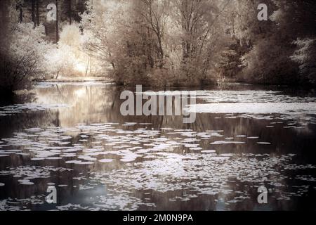 Künstlerische Fotografie von Reflexionen auf einem Waldteich, aufgenommen in der Landschaft und im Wald in einem Gebiet von außergewöhnlicher natürlicher Schönheit auf Cannock Chase Stockfoto