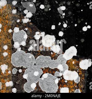 Naturfoto von Flechten, das seinen geologischen Wirt von Stein und Stein besiedelt, zeigt zufällige Muster, Struktur, Form, mit einer subtilen Farbpalette Stockfoto