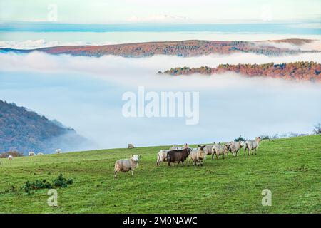 Schafe grasen auf einem Feld mit Blick auf das nebelgefüllte Tal von Horner Water nach Bossington Hill und Minehead North Hill auf Exmoor in Cloutsham UK Stockfoto