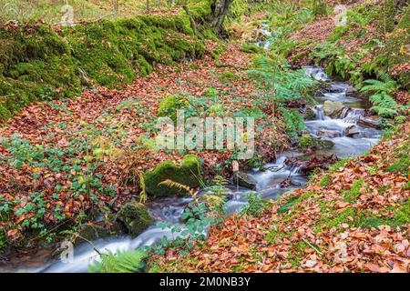 Die Herbstbuche liegt neben dem Fluss, der durch Lilleycombe fließt, um Weir Water an der Robbers Bridge im Exmoor National Park in der Nähe von Oare, Somerset, Großbritannien, zu erreichen Stockfoto