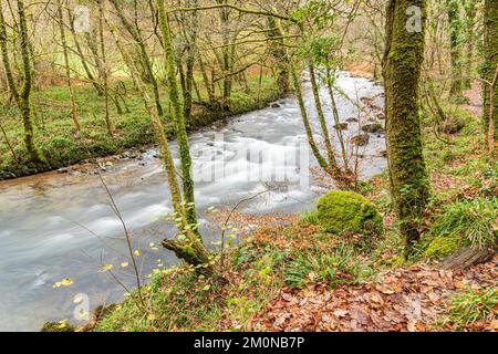 Der Fluss Barle fließt durch das Tarr Steps Woodland National Nature Reserve im Exmoor National Park in der Nähe von Liscombe, Somerset, England Stockfoto