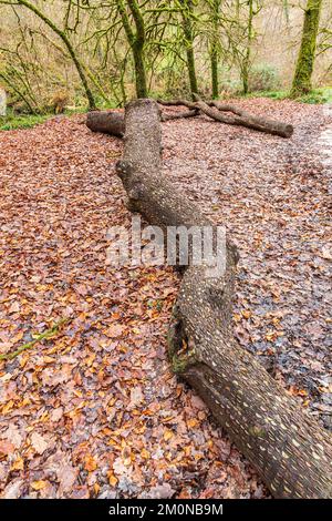 Ein mit Münzen gesäumter Wunschbaum am Fluss Barle, der durch das Tarr Steps Woodland National Nature Reserve im Exmoor National Park UK fließt Stockfoto