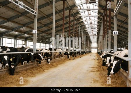 Kuhherde, die hinter einem Stall steht und Heu auf einem großen Betrieb isst Stockfoto
